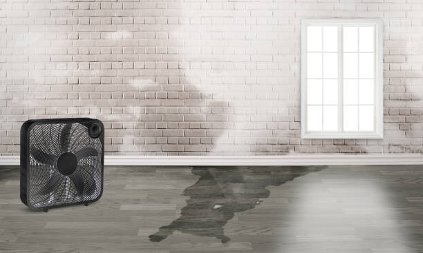 Best Water damage restoration specialists  in Bear Rocks, PA